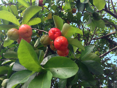 Información nutricional de la acerola