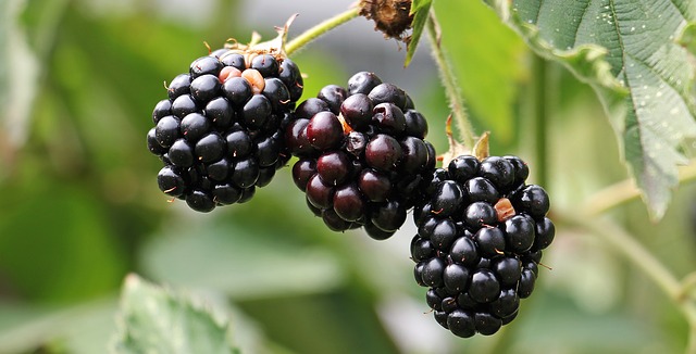 e830b2062df0013ecd0b470de7444e90fe76e7d118b7124194f1c6_640_Blackberries