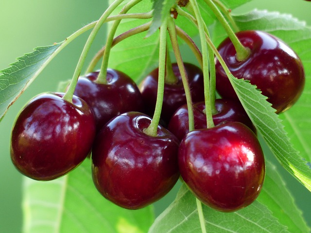 e833b60c2cf51c3e81584d04ee44408be272e2d51ab8164395f2_640_cherries