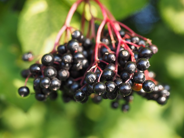 ef3cb2062bf51c3e81584d04ee44408be272e6d41fb3184293f3_640_Elderberries