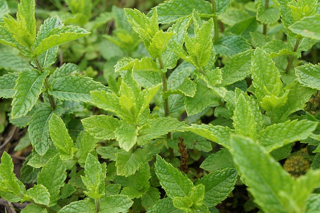 aporte nutricional de la menta piperita fresca