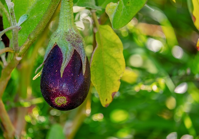 información nutricional de las berenjenas encurtidas en vinagre